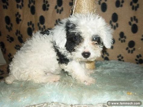 prix caniche tunisie